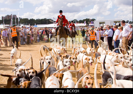 Horse and Hounds display Stock Photo