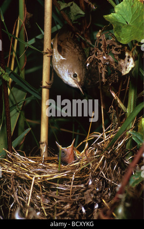 Acrocephalus palustris / marsh warbler Stock Photo