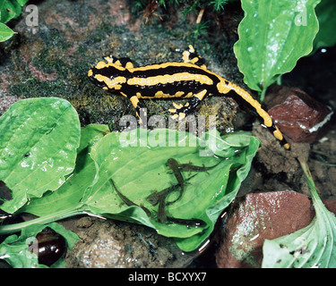 Salamandra salamandra / firesalamander Stock Photo