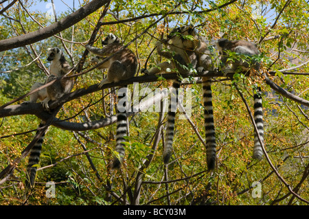 ring tailed lemurs (catta) in Anja Reserve in Madagascar Stock Photo