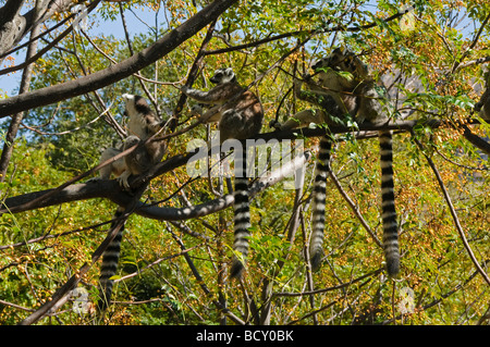 ring tailed lemurs (catta) in Anja Reserve in Madagascar Stock Photo