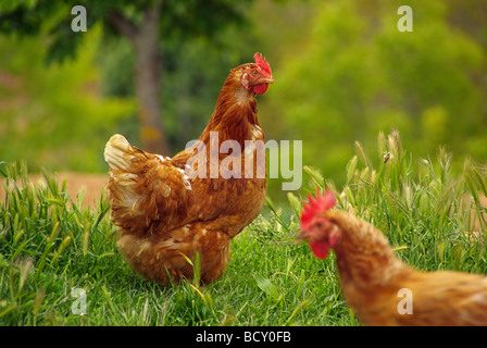 Huhn chicken 01 Stock Photo