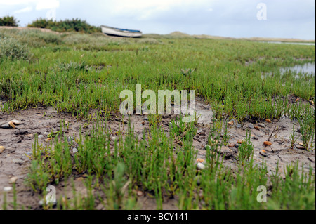 Samphire growing on the mud flats at Blakeney Point on the North Norfolk coast UK Stock Photo