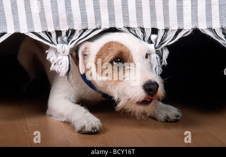 Anxious Jack Russell Terrier looking out from under a bed Stock Photo