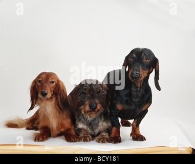 Dachshund. Three adults (smooth-haired, wire-haired and longhaired). Studio picture against a whiate background Stock Photo