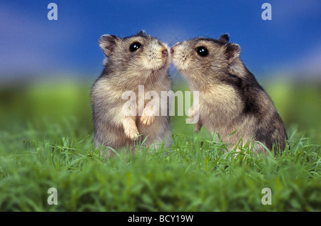 striped hairy - footed hamster / Phodopus sungorus Stock Photo