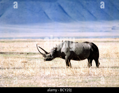 rhino Stock Photo