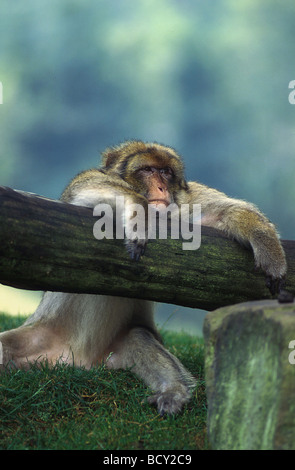 Macaca sylvanus / barbary ape , barbary macaque Stock Photo