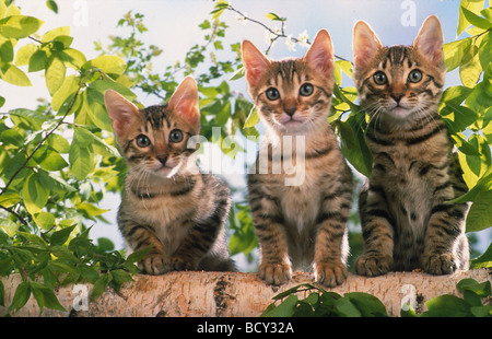 Bengal Cat. Three kittens on a birch log in a garden. Germany Stock Photo