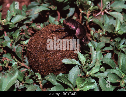 Scarabaeus sacer / sacred scarab beetle , Eyptian scarab Stock Photo