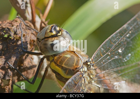 Closeup view of the head thorax and legs of a female Migrant Hawker Aeshna mixta resting on vegetation. Stock Photo