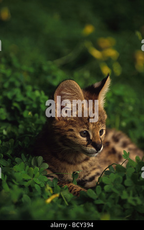 felis serval / serval Stock Photo