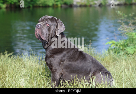 Mastino Napoletano Stock Photo