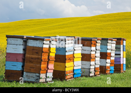 Honey Beehives, in colored hive boxes, Canola field crop in background.  Pembina Valley, Manitoba, Canada. Stock Photo