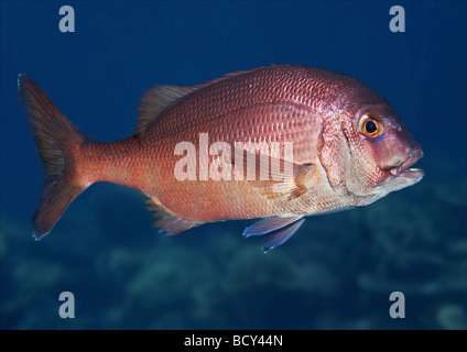 sparus pagrus / common seabream Stock Photo