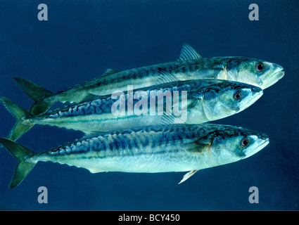 Atlantic Mackerel, Common Mackerel (Scomber scombrus). Three individuals under water. Digital composing Stock Photo