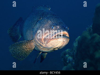 promicrops lanceolatus / giant grouper , giant seabass Stock Photo