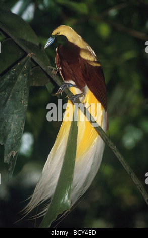 Raggiana Bird of Paradise (Paradisaea raggiana). Male perched on a branch. Native to Papua New Guinea Stock Photo