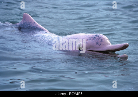 Chinese Humpback Dolphin, Indo-Pacific Hump-backed Dolphin, White Dolphin (Sousa chinensis), portrait Stock Photo