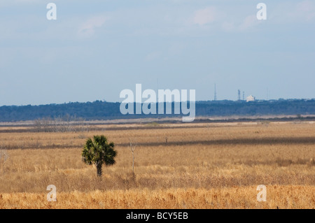 overlooking the Great Alachua Savannah and a lone sabal palm City of Gainesville is in the distance Stock Photo