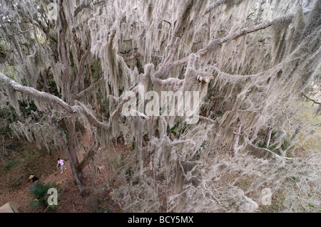 Looking down on Spanish moss covered live oak tree along hiking path at Paynes Prairie Preserve State Park Micanopy Florida Stock Photo