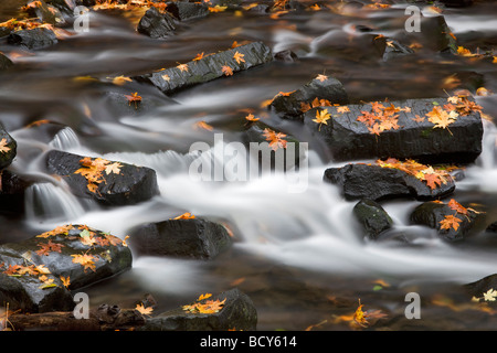 Fallen maple leaves in Bridal Veil Creek Columbia River Gorge National Scenic Area Oregon Stock Photo