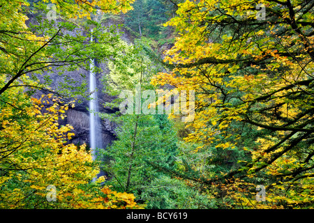 Latourell Falls with fall colored Maple trees Columbia River Gorge National Scenic Area Oregon Stock Photo