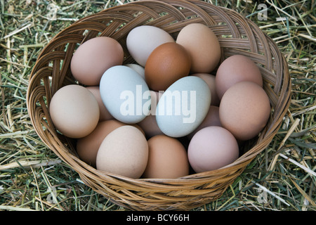 Chicken eggs in basket, various colors. Stock Photo