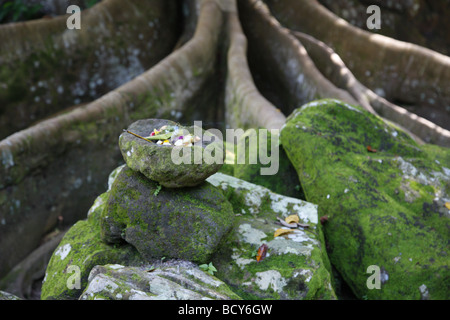 Sacrificial stone in front of a sacred tree, Temple Goa Gajah, Elephant Temple, Bali, Republic of Indonesia, Asia Stock Photo