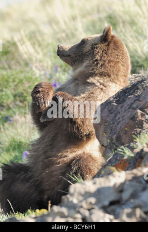 Stock photo of a grizzly bear rubbing his back on a rock, Yellowstone National Park, 2009. Stock Photo