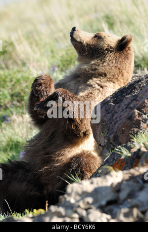 Stock photo of a grizzly bear rubbing his back on a rock, Yellowstone National Park, 2009. Stock Photo