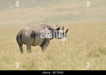 Stock photo of a rhino in the grassland of Ngorongoro Crater, Tanzania, February 2009. Stock Photo