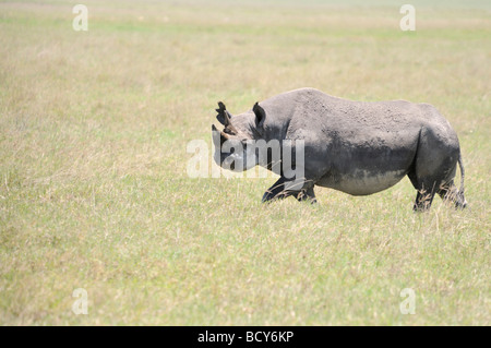 Stock photo of a rhino in the grassland of Ngorongoro Crater, Tanzania, February 2009. Stock Photo