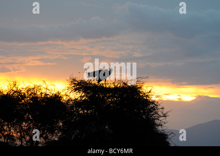 Stock photo of a secretary bird lifting off from a tree at sunrise, Ndutu, Tanzania, 2009. Stock Photo