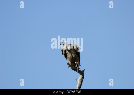 Stock photo of a white-backed vulture sitting on the top of a snag, Ndutu, Tanzania, February 2009. Stock Photo