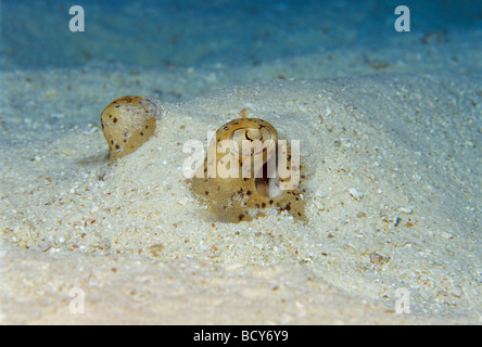 Bluespotted Stingray (Dasyatis kuhlii), eye, hiding in the sand, camouflaged, Similan Islands, Andaman Sea, Thailand, Asia, Ind Stock Photo