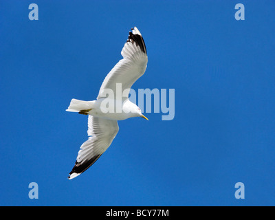 Seagull Flying Overhead Larus canus Stock Photo