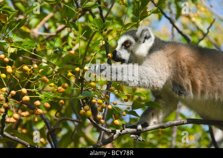 ring tailed lemur (catta) eating in Anja Reserve in Madagascar Stock Photo