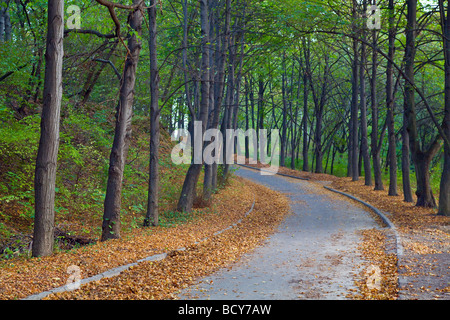 Evening pedestrian path in autumn city park with big trees Stock Photo