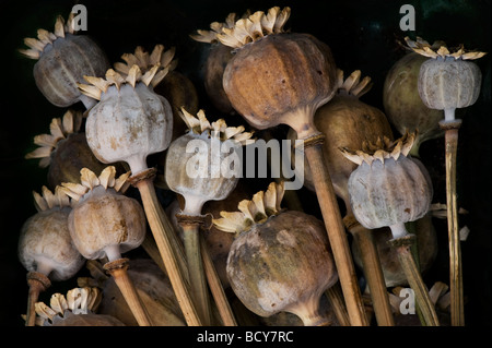 Papaver. Poppy seed pods against a dark background Stock Photo