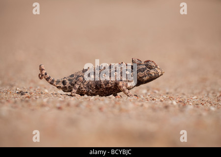 Namaqua chameleon Chamaeleo namaquensis Namib desert Namibia Africa Stock Photo