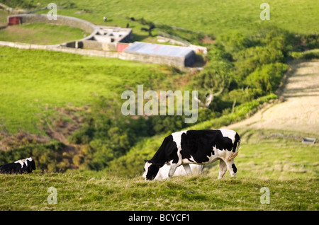 Farm fields in the Terceira island in Azores Stock Photo