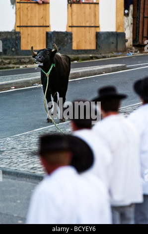 Traditional rope bullfights at Terceira island in Azores Stock Photo