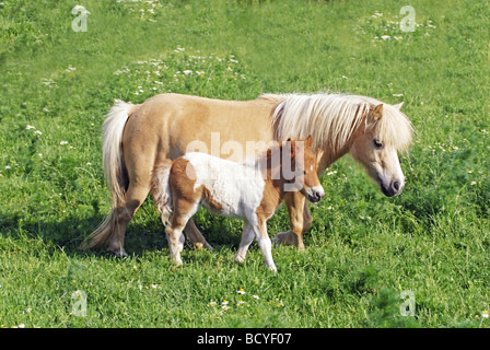 Mini Shetland pony horse and foal on meadow Stock Photo