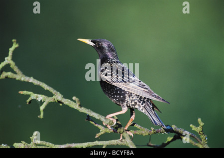 European Starling (Sturnus vulgaris). Adult in breeding plumage perched on a twig Stock Photo