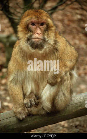 macaca sylvanus / barbary ape , macaque Stock Photo