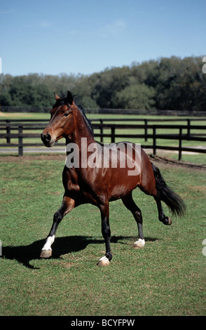 Paso Peruano horse trotting Stock Photo