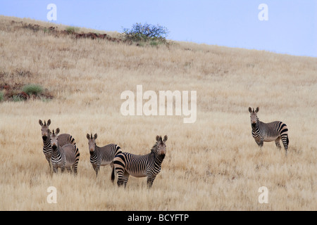 Hartmanns mountain zebra Equus zebra hartmannae Kunene region Namibia Africa Stock Photo