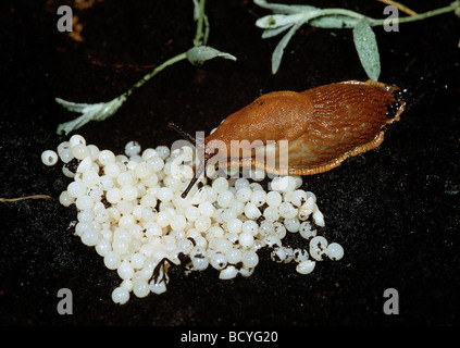 European Red Slug (Arion rufus) with egg cluster Stock Photo