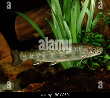 salvelinus fontinalis / brook trout , char , charr Stock Photo